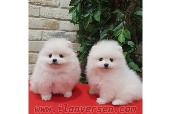 Pomeranian Sahibinden 0 TL