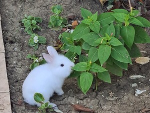 aslanbaş tavşan Aslanbaş 6-12 Aylık Fatih Mah.