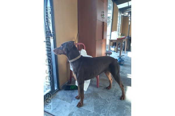 köpek ilanlari İncek Mah.