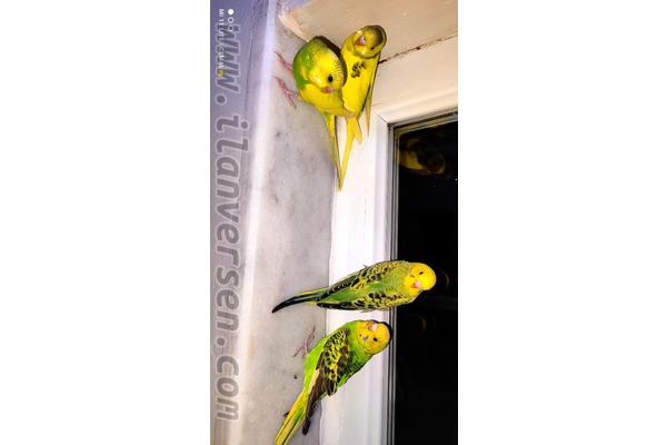 Sahibinden Dişi ve Erkek Muhabbet Çankaya Mah.