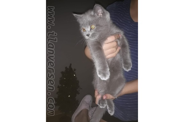 kedi ilanlari Aydıntepe Mah.