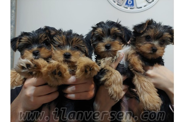 Demetgül Mah. köpek ilanı