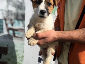 üretim çiftliği Jack Russel terrier Dişi köpek