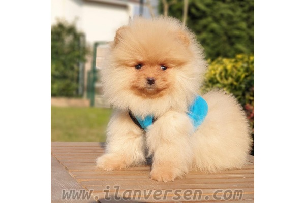 köpek ilanlari Acıbadem Mah.