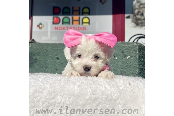 Maltese terrier yaş 0-3 Aylık