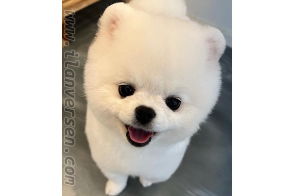 Ataşehir Atatürk Mah. köpek fiyatları