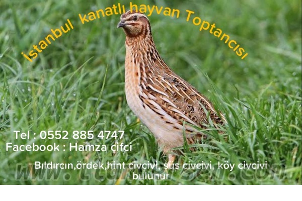 Site Mah. hayvanlar fiyatları