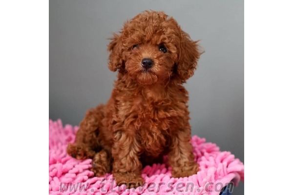 Poodle Sahibinden Büyükşehir Mah.