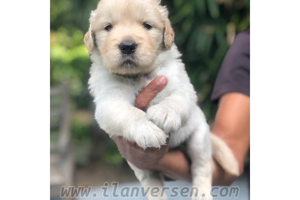 Dişi ve Erkek köpek Cumhuriyet Mah.
