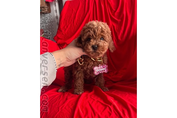 Poodle Dişi ve Erkek köpek