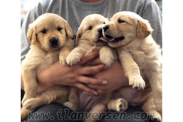 Golden retriever yaş 0-3 Aylık