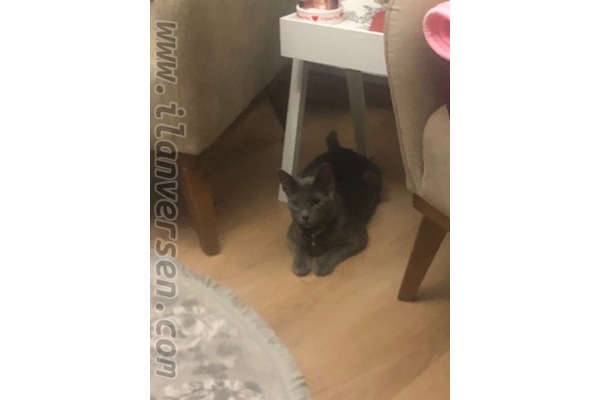 Demirtaş kedi ilanı ver