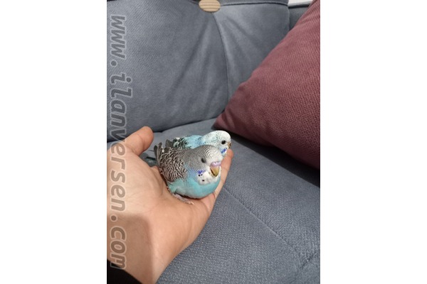 Yerli muhabbet kuşu Dişi ve Erkek Muhabbet
