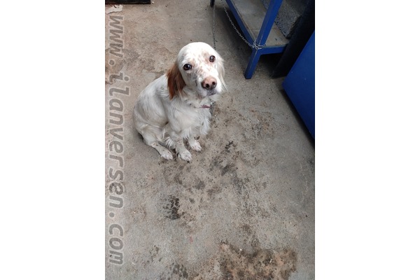 English setter Dişi köpek