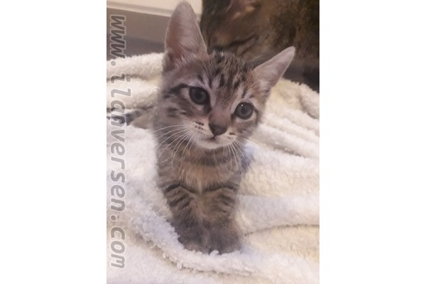 Dişi kedi Nenehatun Mah.