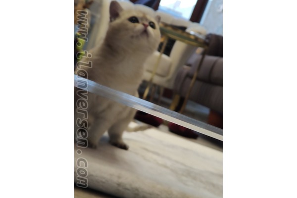 British shorthair Sahibinden Burhaniye Mah.