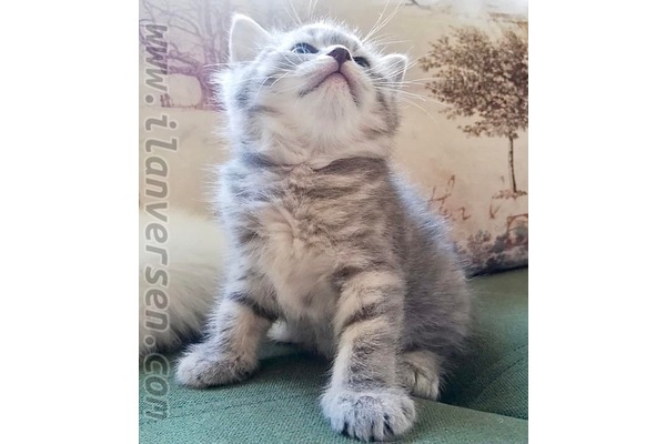 British shorthair 0-3 Aylık