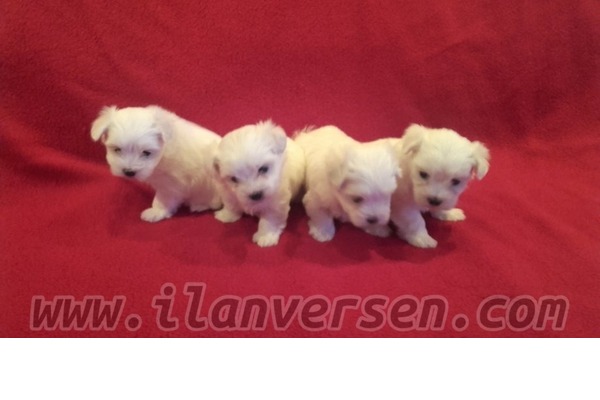 Maltese terrier Sahibinden 1 TL