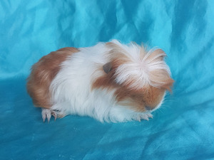 guinea pig Merkez Mah. kobay fiyatları