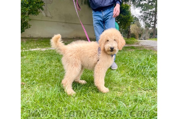 Ataşehir Atatürk Mah. köpek ilanları