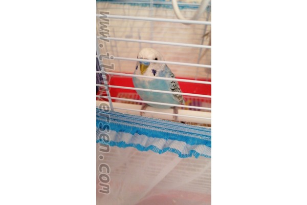 Jumbo / Show jumbo muhabbet kuşu Gebze