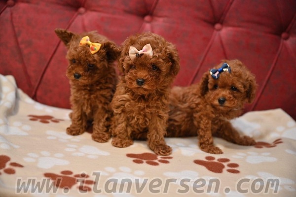 Poodle Sahibinden Ataşehir Atatürk Mah.