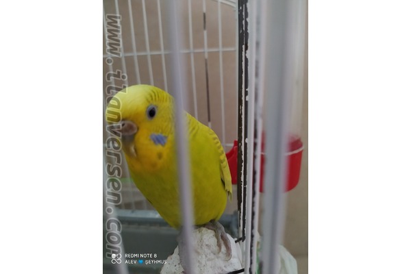 Bağcılar Mah. Muhabbet ilanı