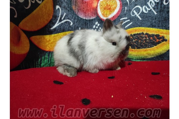 Kibar Mah. tavşan ilanları