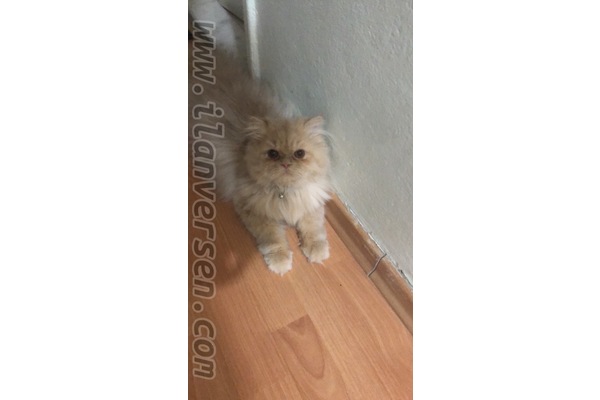 kedi ilanlari 1. Anafartalar Mah.