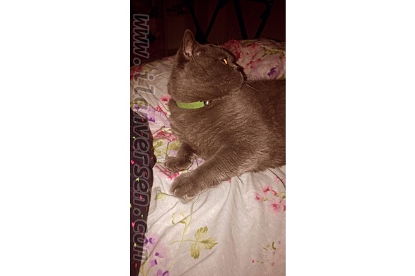 kedi British shorthair fiyatları
