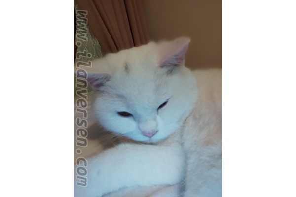 British shorthair Erkek Ahmet Yesevi Mah.