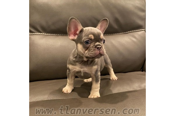 Adalet Mah. köpek fiyatları