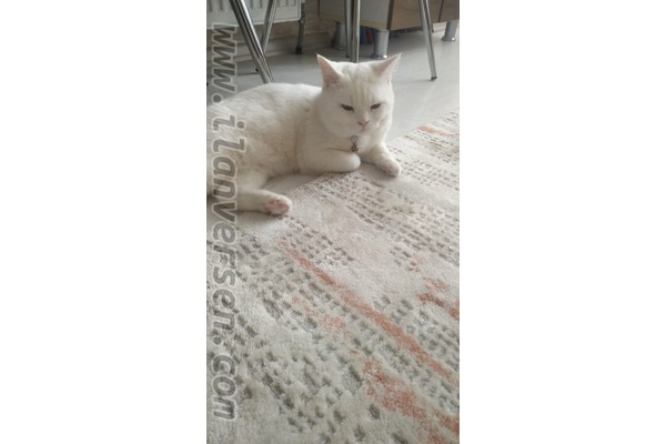 British shorthair ilanları