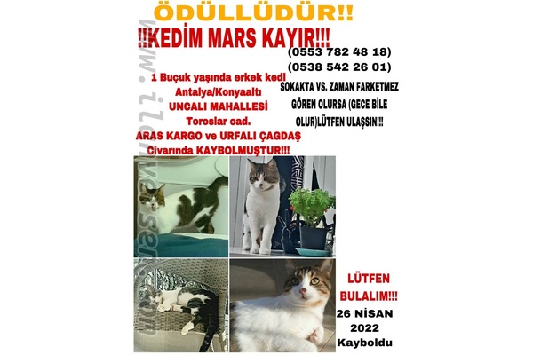 Uncalı Mah. kedi ilanı