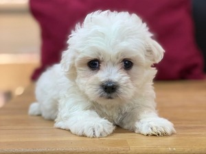 Çakmak Mah. Maltese terrier ilanları