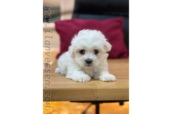 Çakmak Mah. Maltese terrier ilanları