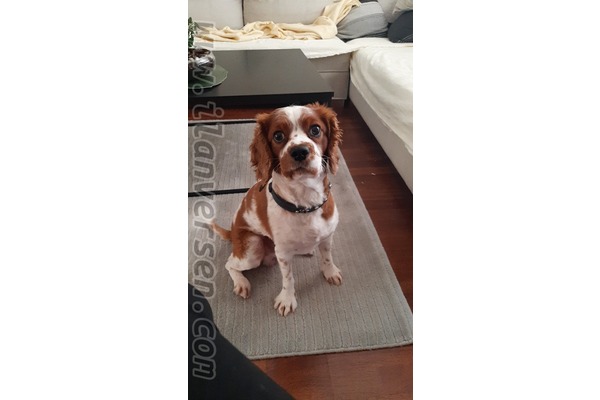 Cavalier king Charles yaş 2
