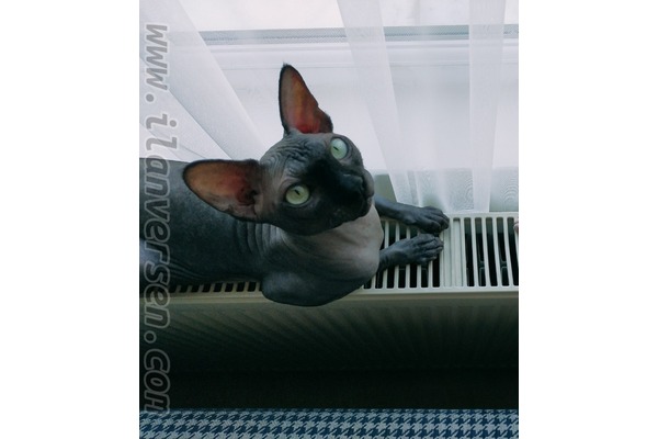 1 kedi Akpınar Mah.