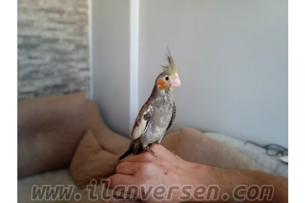 Sultan papağanı ilanları