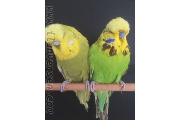 Jumbo / Show jumbo muhabbet kuşu ilanı