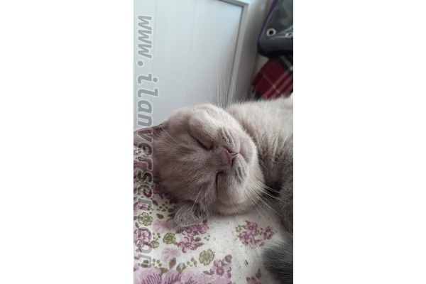 British shorthair Dişi kedi