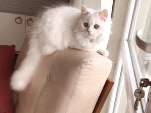 2 aylık kedi Karataş Mah. kedi ilanı ver