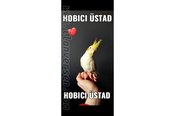 Yarı Evcil Kırmızı Göz Lutino Yavrular