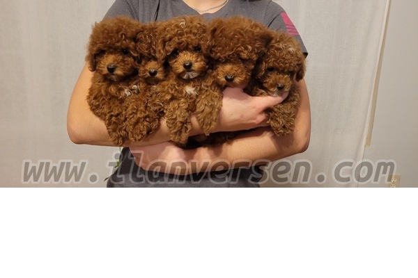 Aşılı Poodle