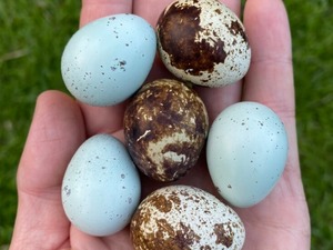 mavi yumurta Barbaros Mah. hayvanlar ilanı