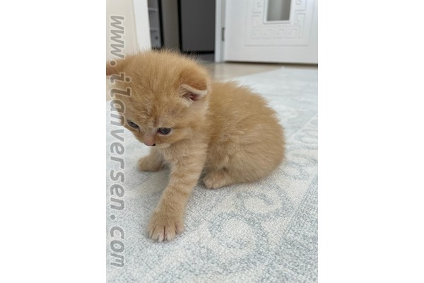 Scottish fold 3200 TL Mehmet Akif Ersoy Mah.