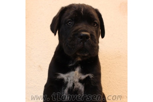 Cumhuriyet Mah. köpek ilanı ver
