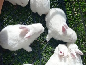  tavşan Diğer tavşan ırkı fiyatları