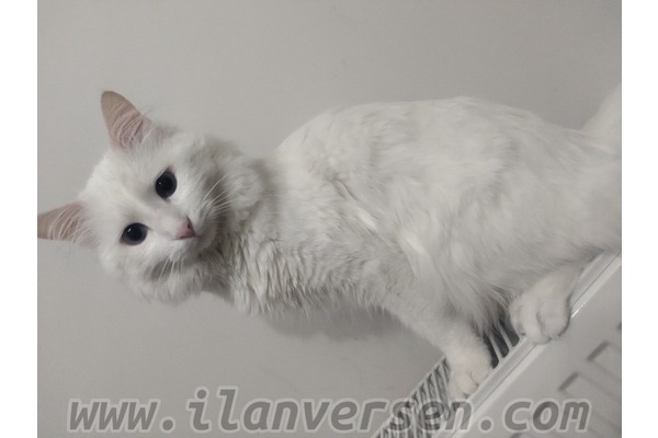 Ankara kedi Çubuk