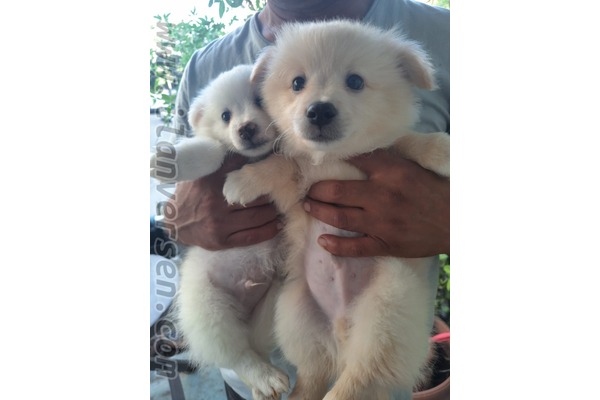 Menderes Mah. köpek ilanı